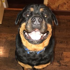 Meet your Posher, Dalton